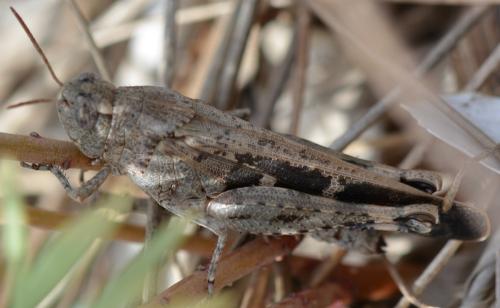 Réf. 295 898 : Aiolopus strepens